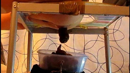 Silvia - Our New Life With A Human Toilet Part 6