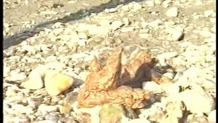 Ana - Beat Cast water