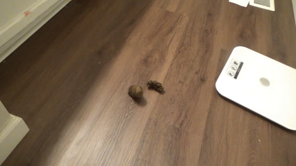 13 weeks pregnant dancing poop party P1