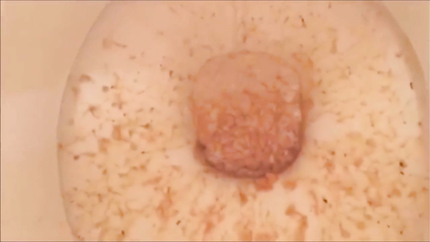 THE TOILET PURGE..
