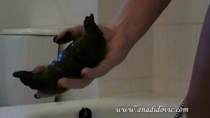 Ana Didovic - Dumperton